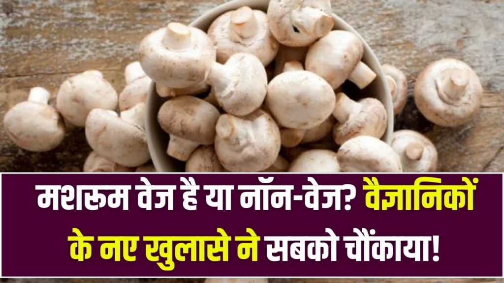 नॉन-वेज या वेज? मशरूम को लेकर वैज्ञानिकों ने किया अब तक का सबसे बड़ा खुलासा, जानकर शाकाहारियों के उड़ जाएंगे होश!
