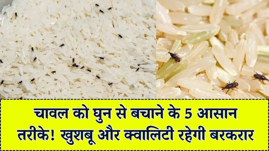 चावल में घुन लगने से हैं परेशान? अपनाएं ये 5 जादुई देसी नुस्खे, महीनों तक सुरक्षित रहेंगे दाने और खुशबू भी रहेगी बरकरार।
