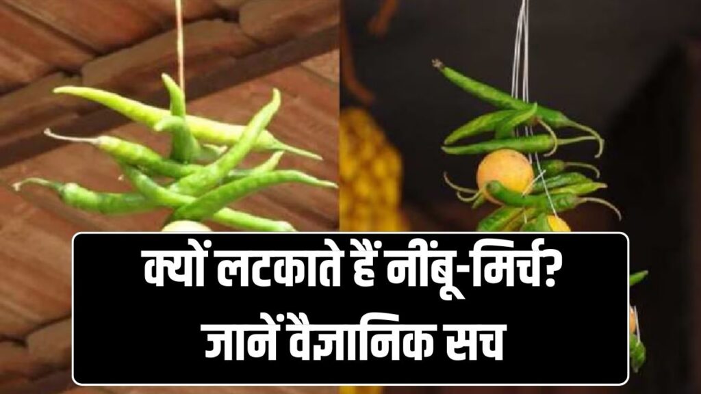 क्या है दुकान पर नींबू-मिर्च लटकाने का वैज्ञानिक कारण! जानें इसके पीछे का हैरान करने वाला सच 1 क्या है दुकान पर नींबू-मिर्च लटकाने का वैज्ञानिक कारण! जानें इसके पीछे का हैरान करने वाला सच